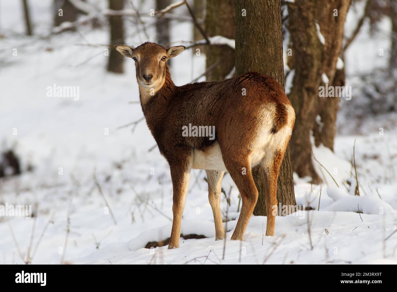 Mouflon d'Europe femelle dans un environnement naturel dans la forêt en hiver, décembre à Prague. Banque D'Images