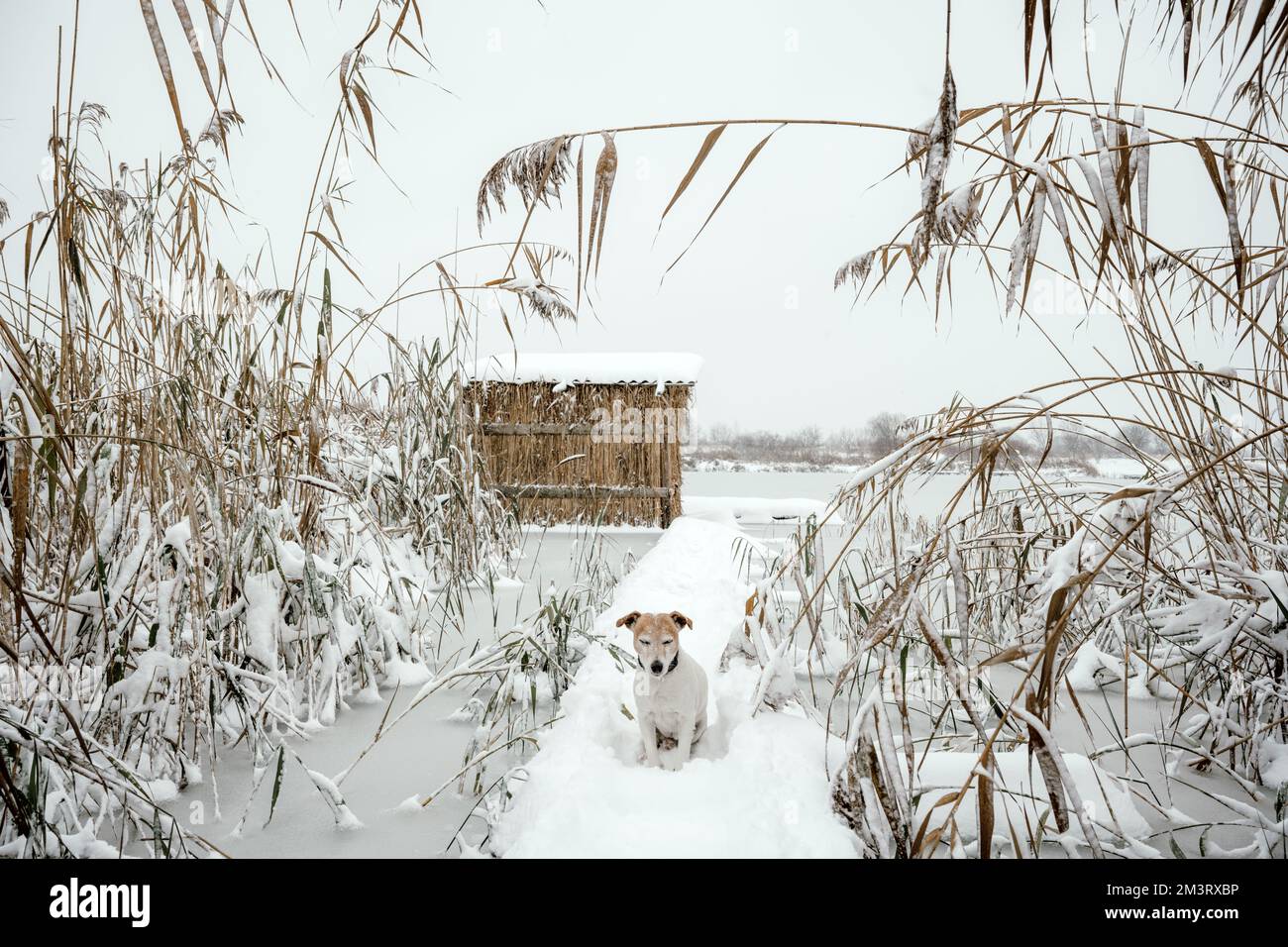 Paysage d'hiver minimaliste paisible avec un chien sur un lac gelé. Roseaux couverts de neige et une cabane en arrière-plan. Concept wabi sabi de style japonais Banque D'Images