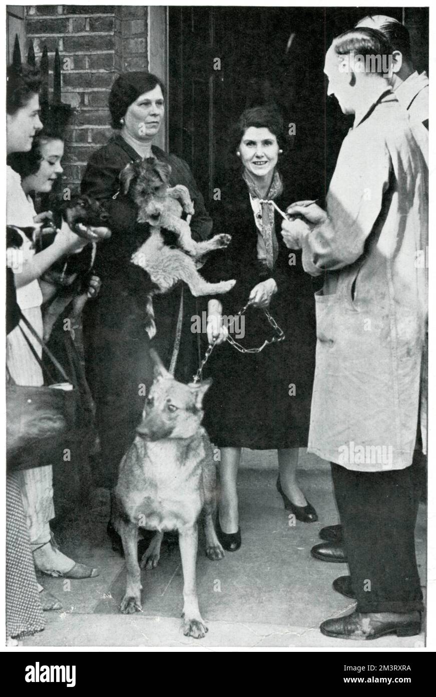 Un groupe de femmes faisant la queue avec leurs chiens pour obtenir des conseils sur la sécurité des animaux de compagnie de deux médecins de la RSPCA. La sphère informe le lecteur des cliniques de Londres établies par la RSPCA pour offrir des informations sur la sécurité des animaux, bien qu'elle légende l'image "le soin des animaux domestiques de la maison est toujours un travail de femme". Septembre 1939 Banque D'Images