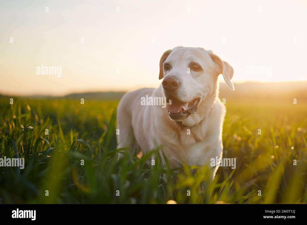 Terrain de chien heureux au coucher du soleil. Le vieux labrador content retriever lors de la promenade dans la nature. Banque D'Images