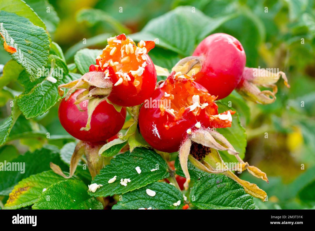 Rose sauvage ou japonaise (rosa rugosa), gros plan montrant les grands pépins rouges ou les hanches de l'arbuste ouvert par les oiseaux pour obtenir aux graines à l'intérieur. Banque D'Images