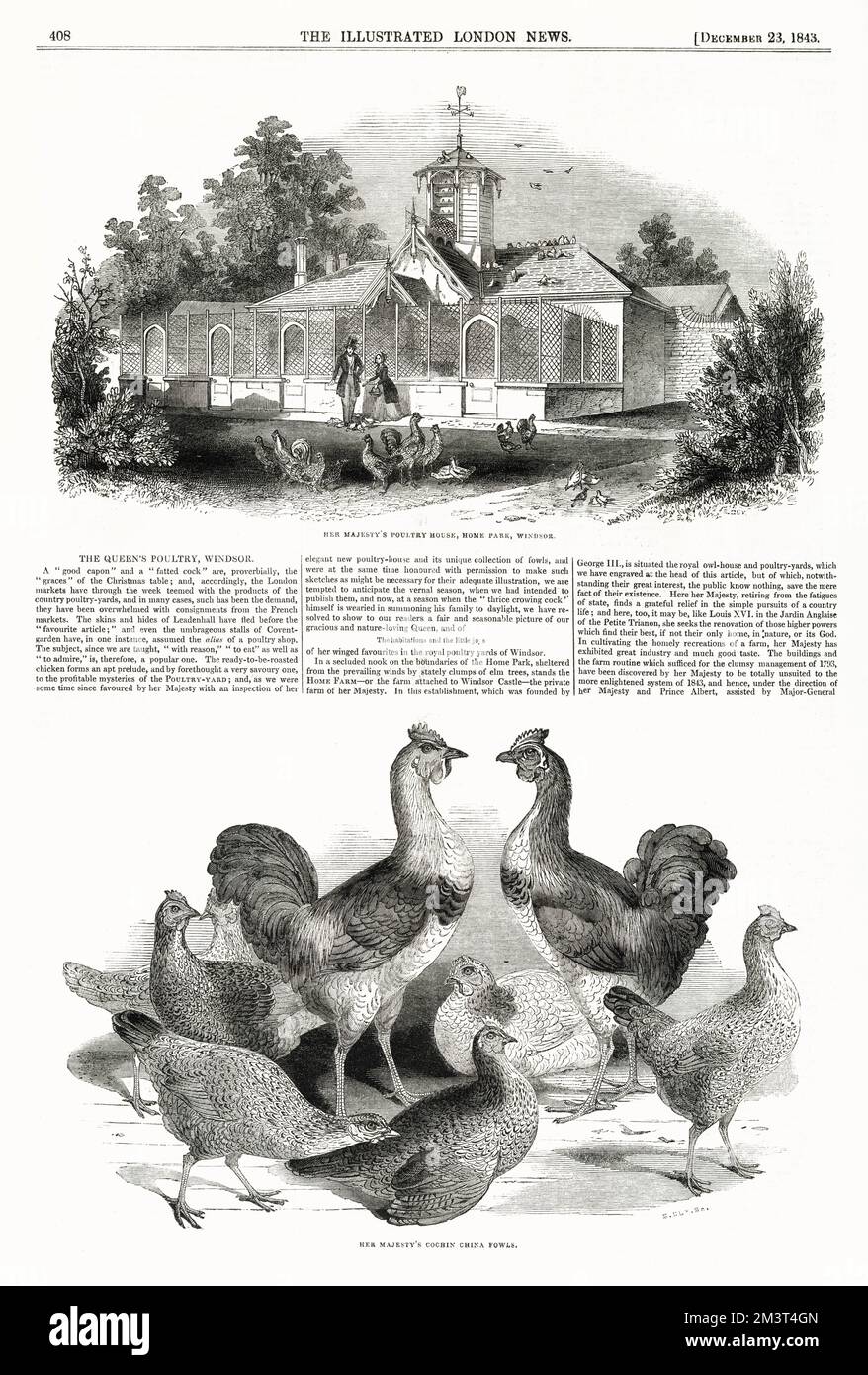 Page de The Illustrated London News reportage sur la maison de volaille de la reine Victoria située à Home Park, Windsor, ainsi qu'une gravure de quelques très beaux cochiné Guinée-Owl, l'un des résidents de la maison de volaille mentionnée ci-dessus. Banque D'Images