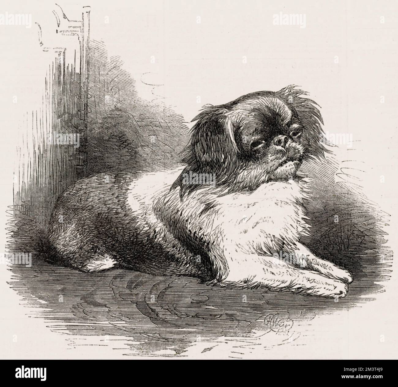 Looty, un petit chien pékinois trouvé pendant le pillage par les troupes britanniques et françaises du Palais impérial de Yuen-Ming-Yuen (l'ancien Palais d'été, Yuanmingyuan), près de Pékin (Beijing) en octobre 1860 par le capitaine Dunne du 99th Regiment. Looty a été amené en Angleterre et présenté à la reine Victoria, devenant partie de la collection royale de chiens. Banque D'Images