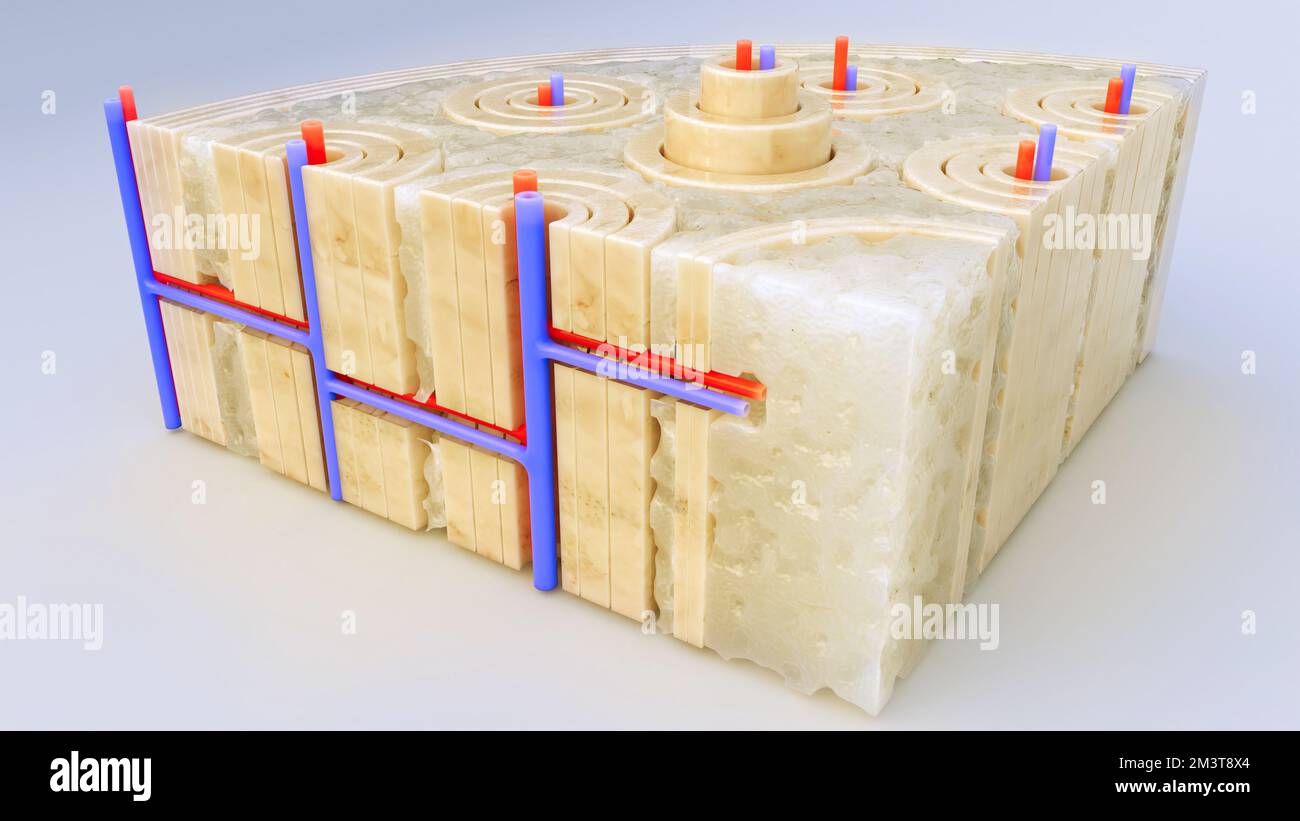 Tissu osseux gros plan sur une coupe transversale d'un os - rendu 3D Banque D'Images