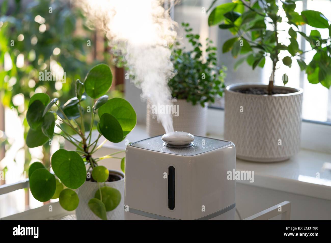 Humidificateur pour plantes d'intérieur. Vaporiseur à vapeur fonctionnant à  l'intérieur de l'appartement pour hydrater les plantes de maison Photo  Stock - Alamy