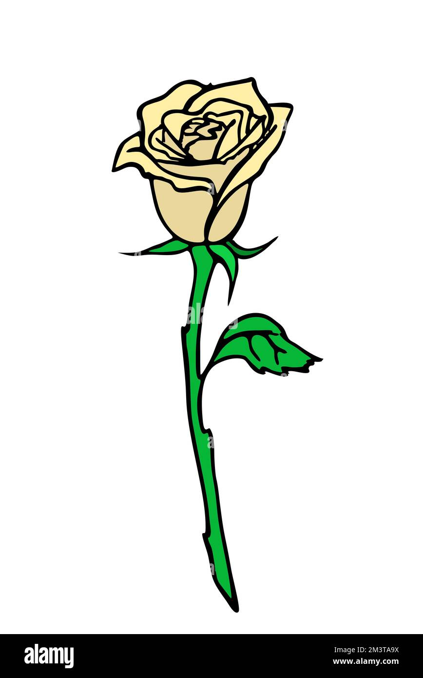 dessin de branche de rose avec fleur beige et feuilles, élément isolé, conception Banque D'Images