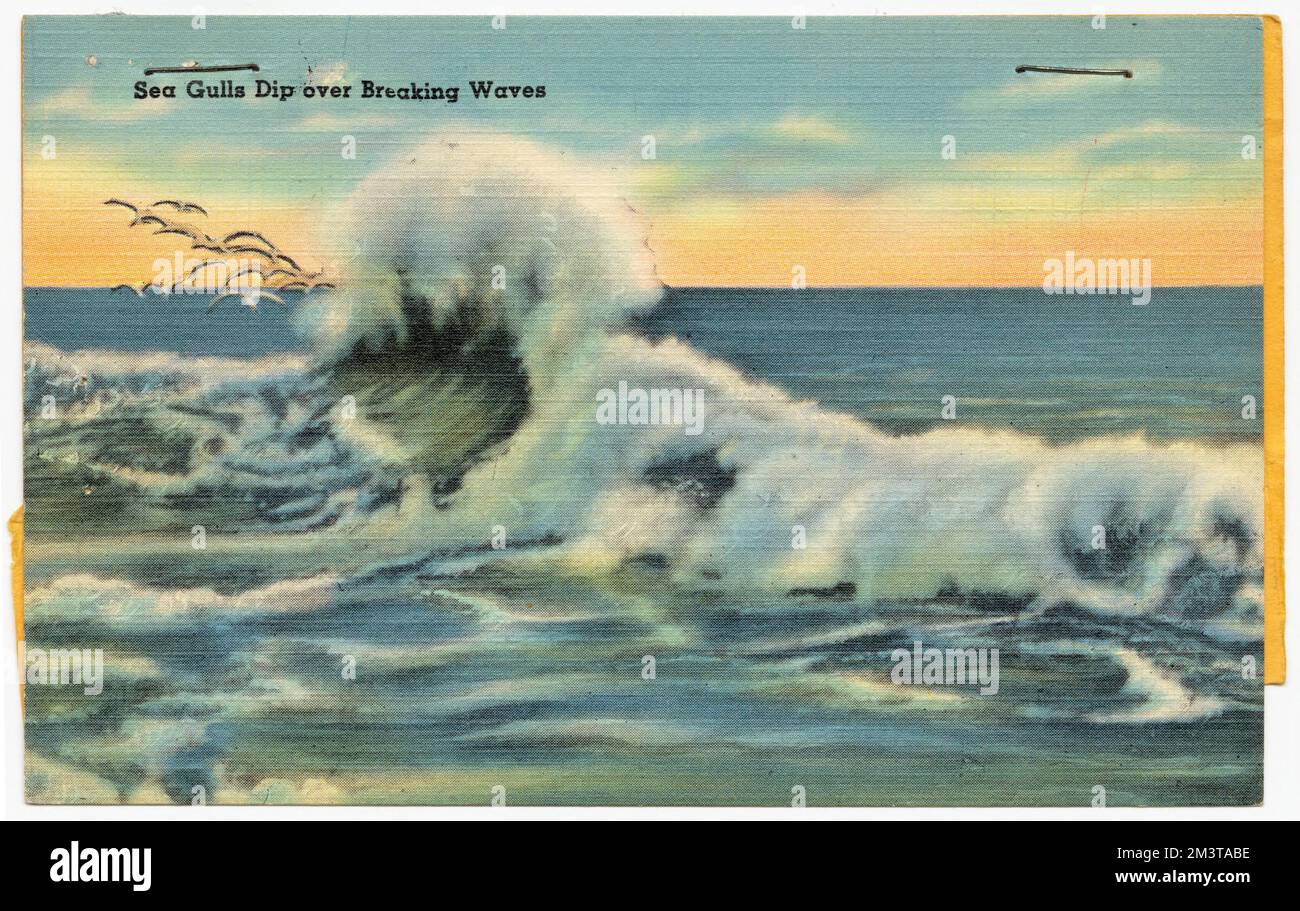 Les Mouettes de mer baignent au-dessus des vagues , des mers, de la Collection des frères Tichnor, des cartes postales des États-Unis Banque D'Images