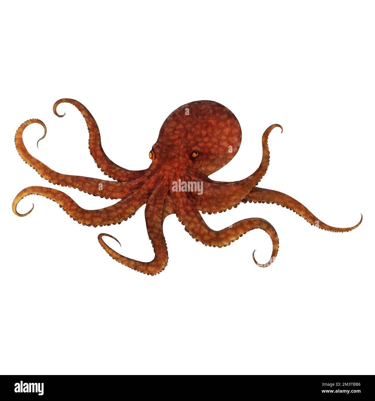 Old Octopus Digital Art by Winters860 arrière-plan isolé et transparent Banque D'Images