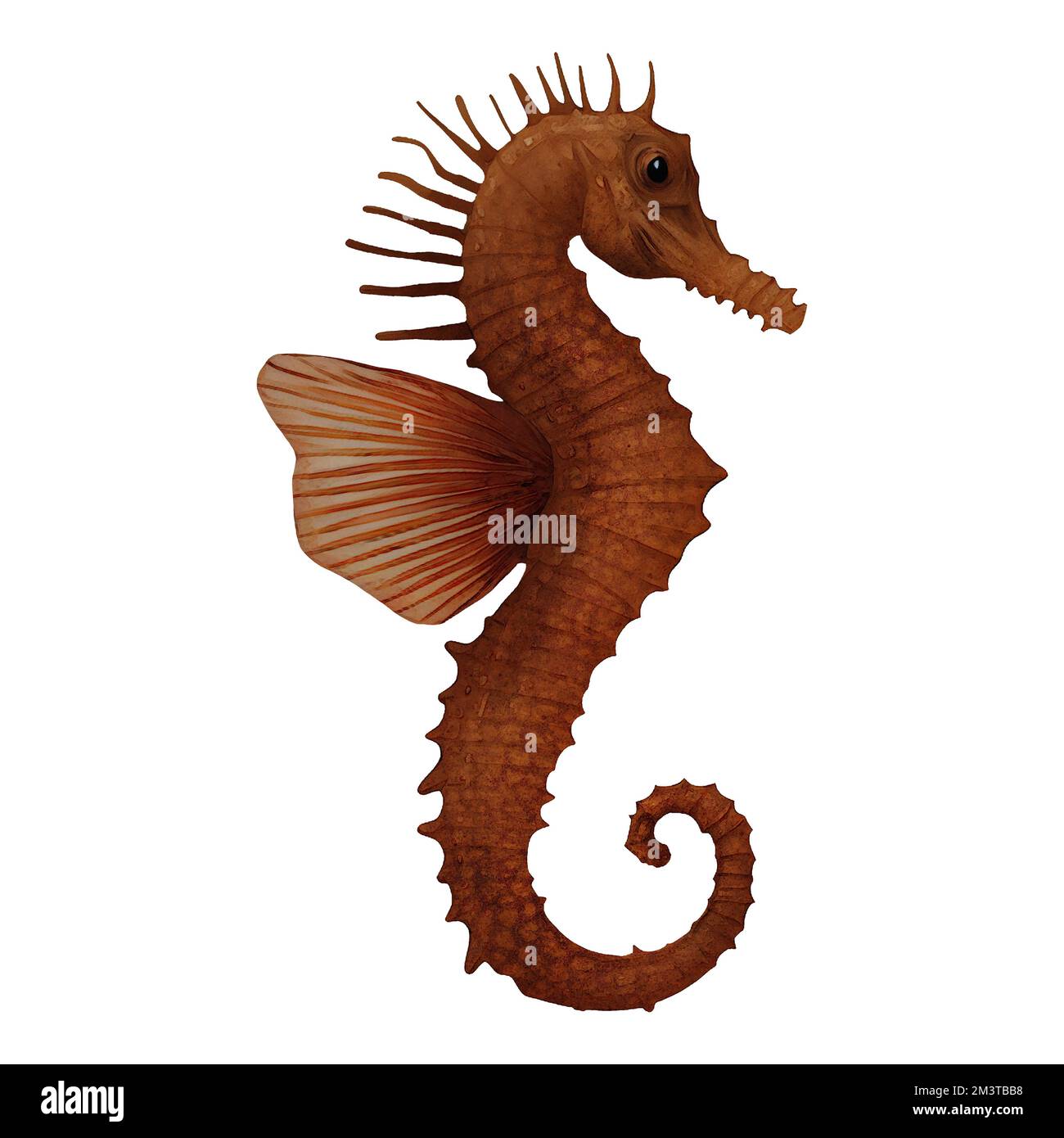 Seahorse Hippocampus Digital Art by Winters860 arrière-plan isolé et transparent Banque D'Images