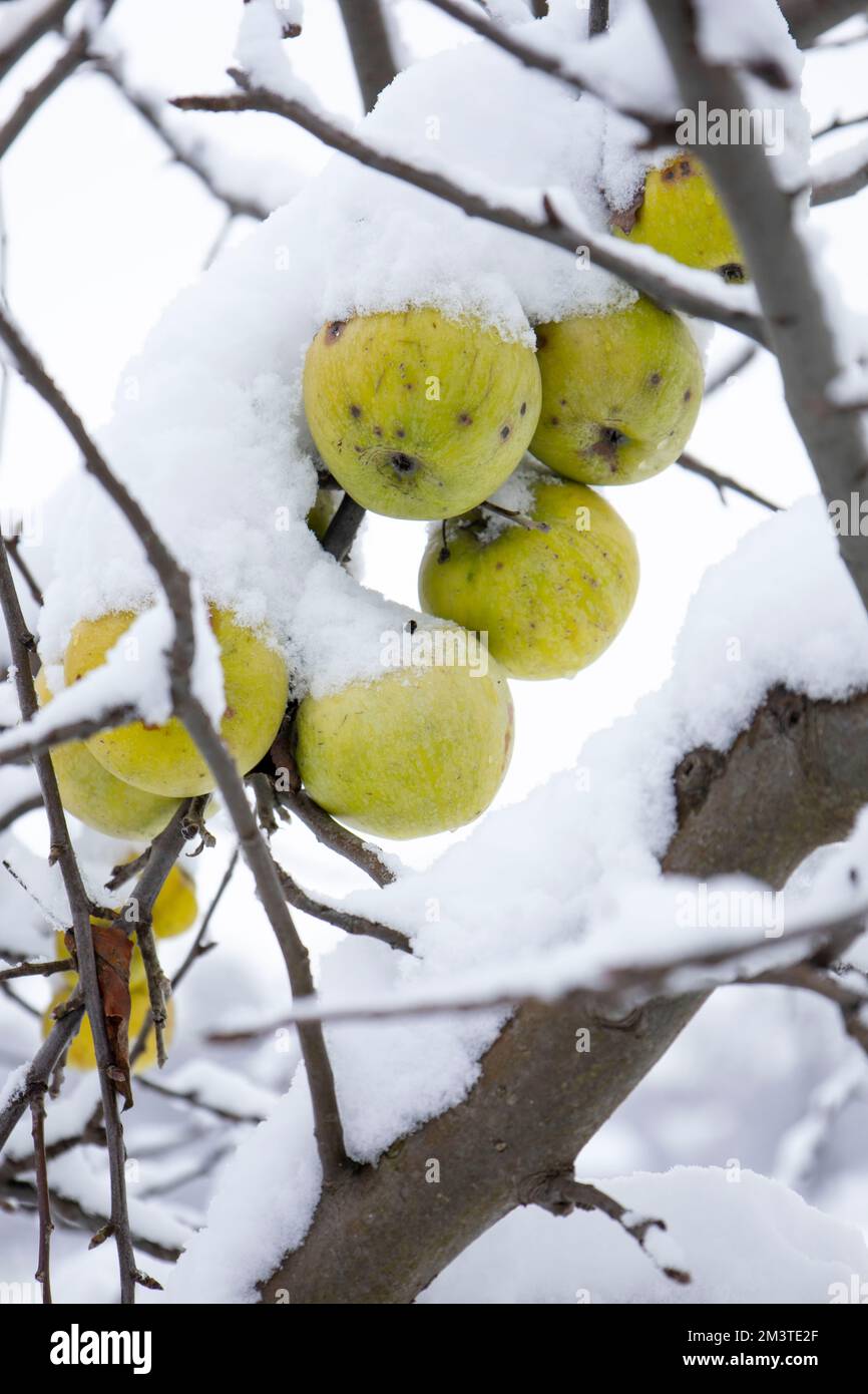 Pommes vertes recouvertes de neige Banque D'Images