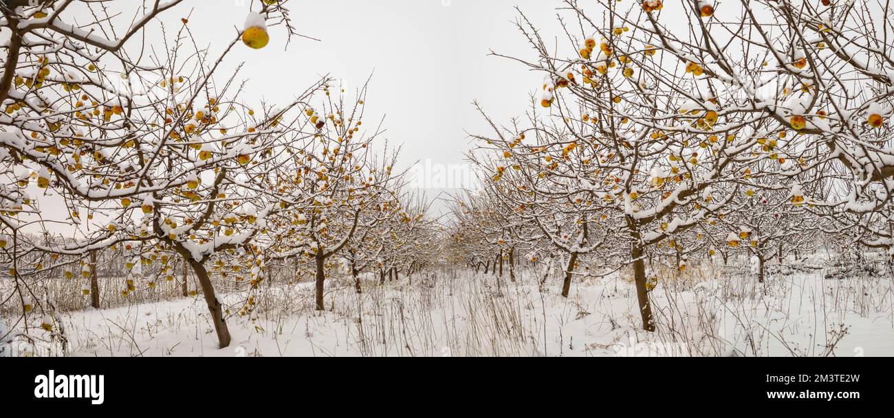Panorama d'un jardin d'hiver enneigé avec des pommes. Banque D'Images