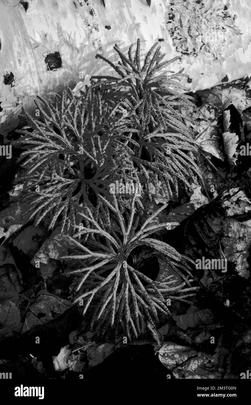 Des lichens et une bûche de bouleau se trouvent sur le plancher de la forêt, dans le comté de Door, Wisconsin Banque D'Images