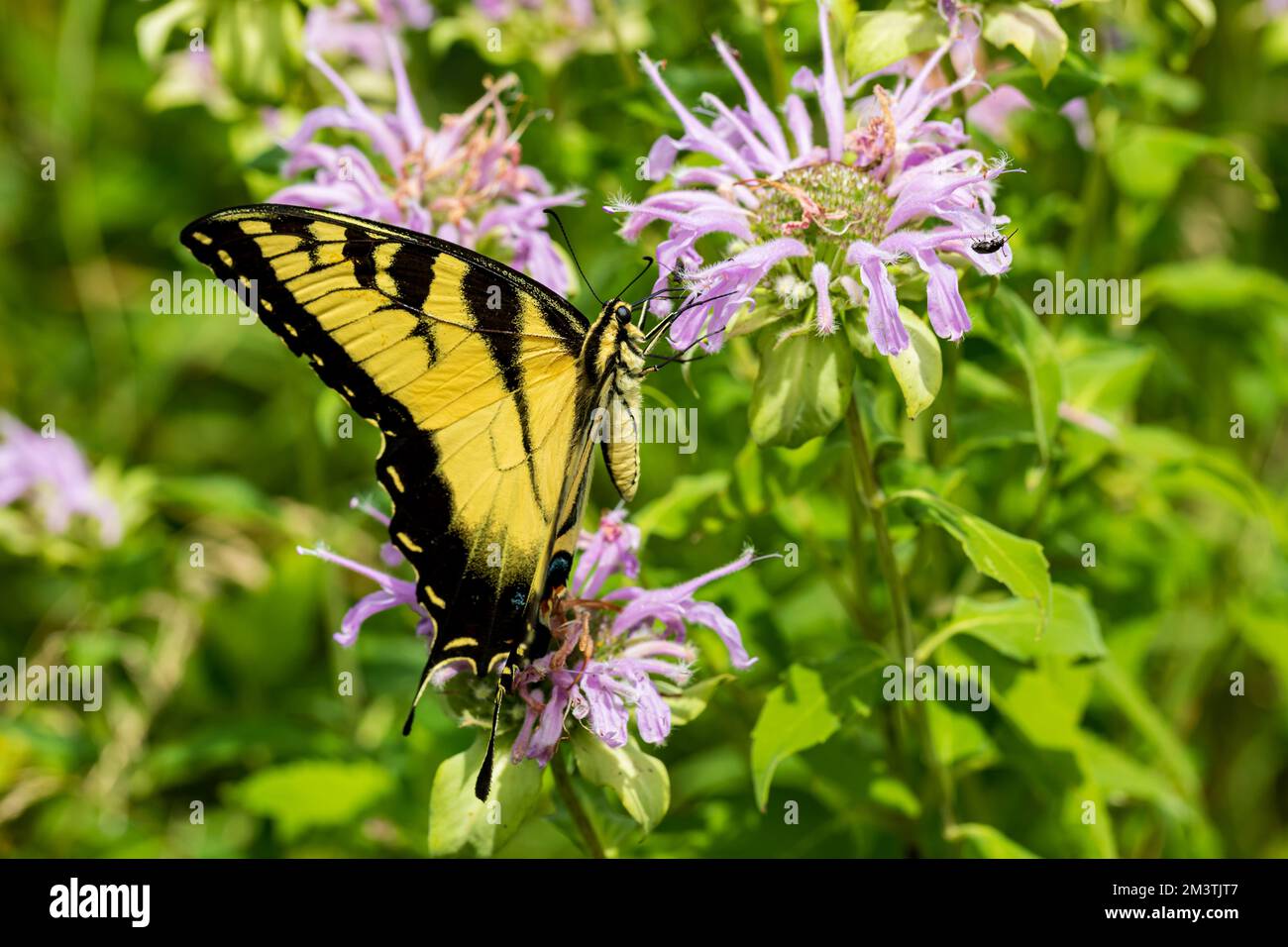 Gros plan du papillon à queue de cygne de l'est sur la fleur sauvage de baume d'abeille. La conservation des insectes et de la nature, la préservation de l'habitat et la garde des fleurs d'arrière-cour Banque D'Images