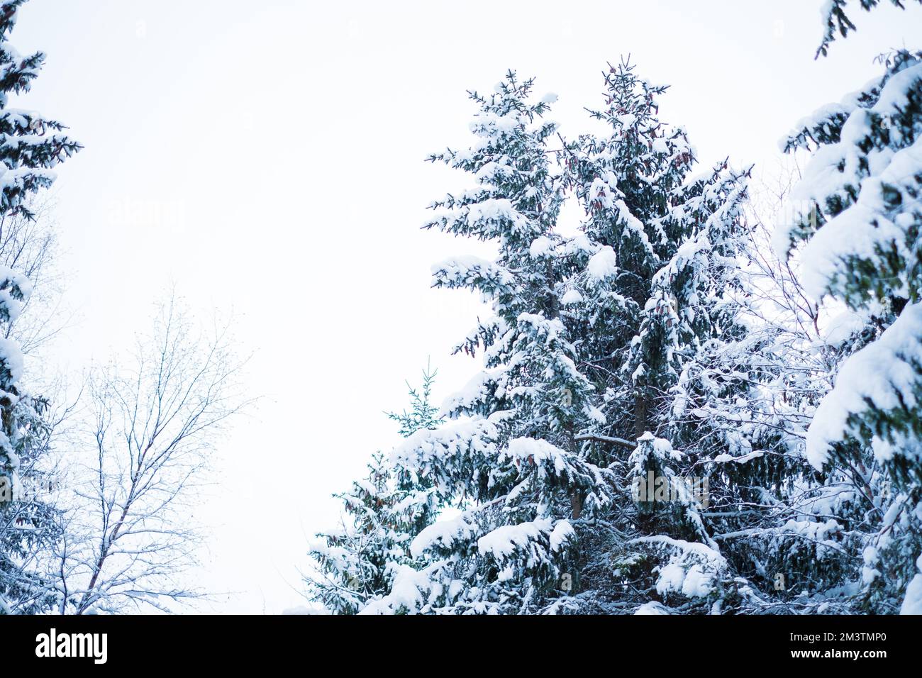 Scène d'hiver en Europe du Nord avec de beaux épinettes couvertes de neige. Banque D'Images