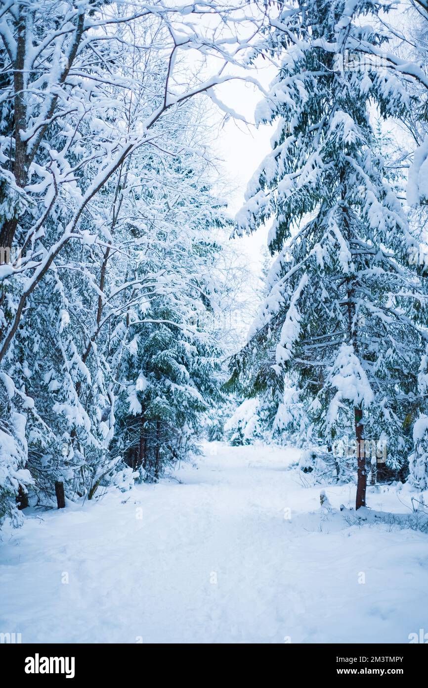 Scène d'hiver en Europe du Nord avec de beaux épinettes couvertes de neige. Banque D'Images