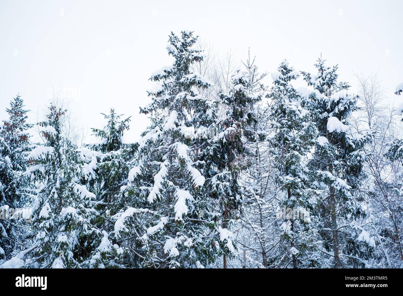 Scène d'hiver en Europe du Nord avec de beaux épinettes couvertes de neige. Banque D'Images