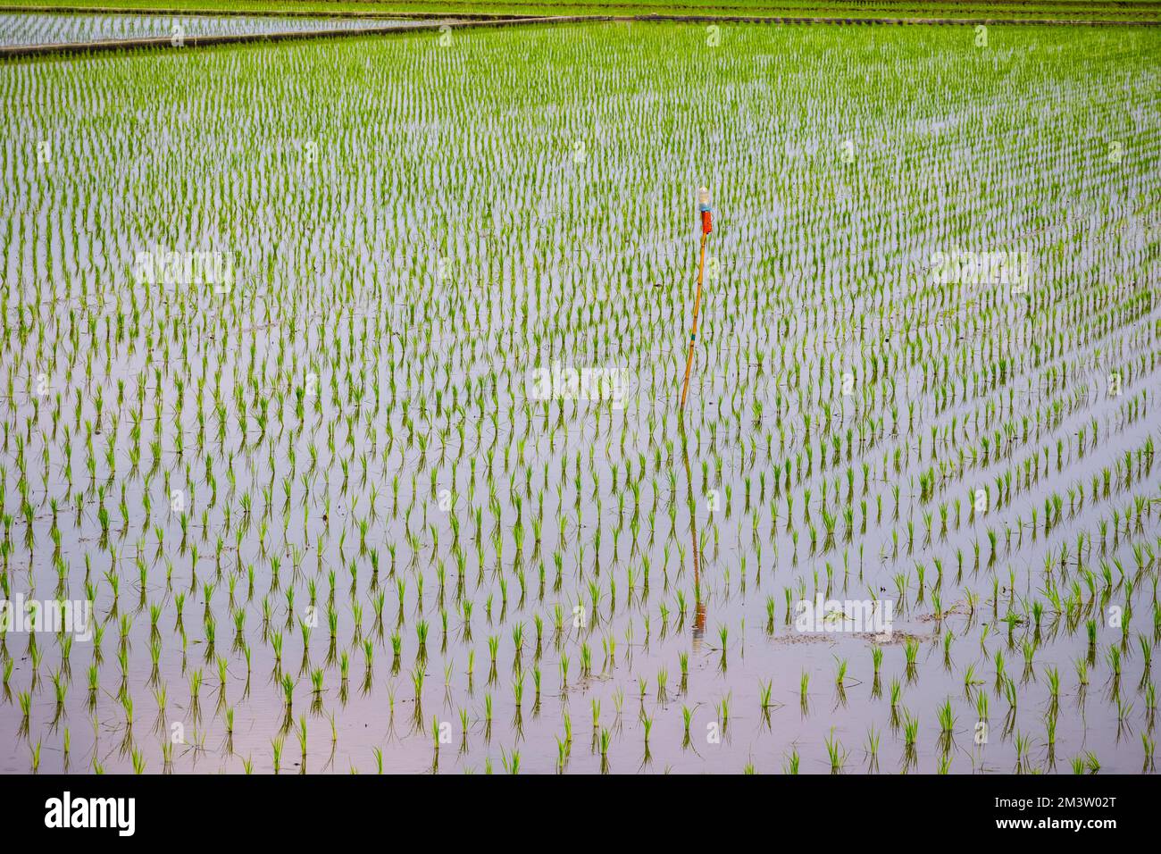 Rizières avec semis transplantés dans le canton de Dongshan, comté de Yilan, Taïwan Banque D'Images