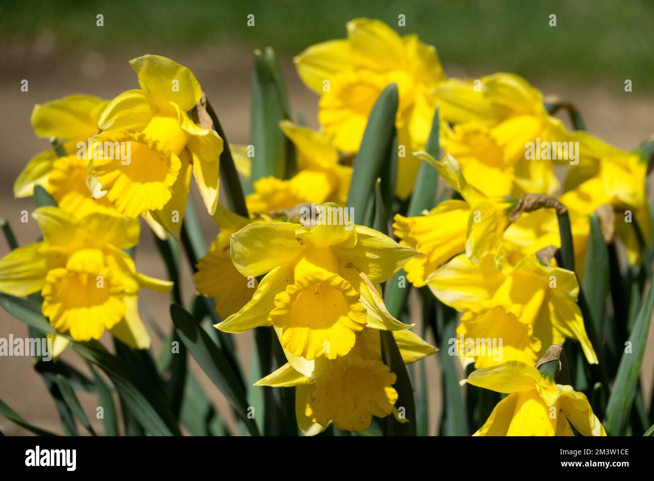 Plantes à couper, fleurs, jardin, Hardy, jonquilles, Narcisse, printemps, plantes, floraison, Daffodil jaune 'Dutch Master' Banque D'Images