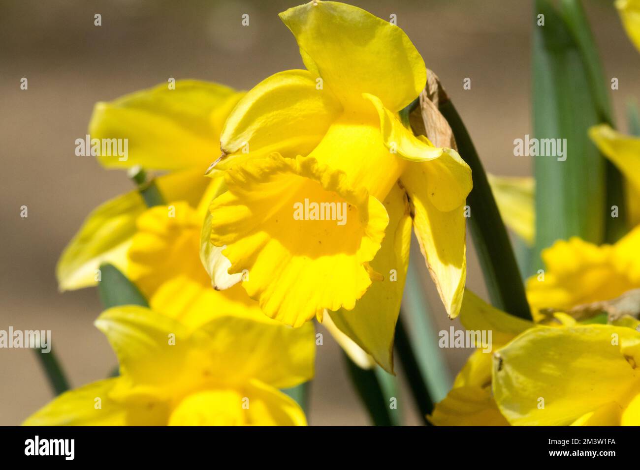 Jaune, Blooms, jonquilles, Narcissus 'Dutch Master' jonquille jaune, Narcissus, jonquille, jardin, printemps, Fleurs Banque D'Images
