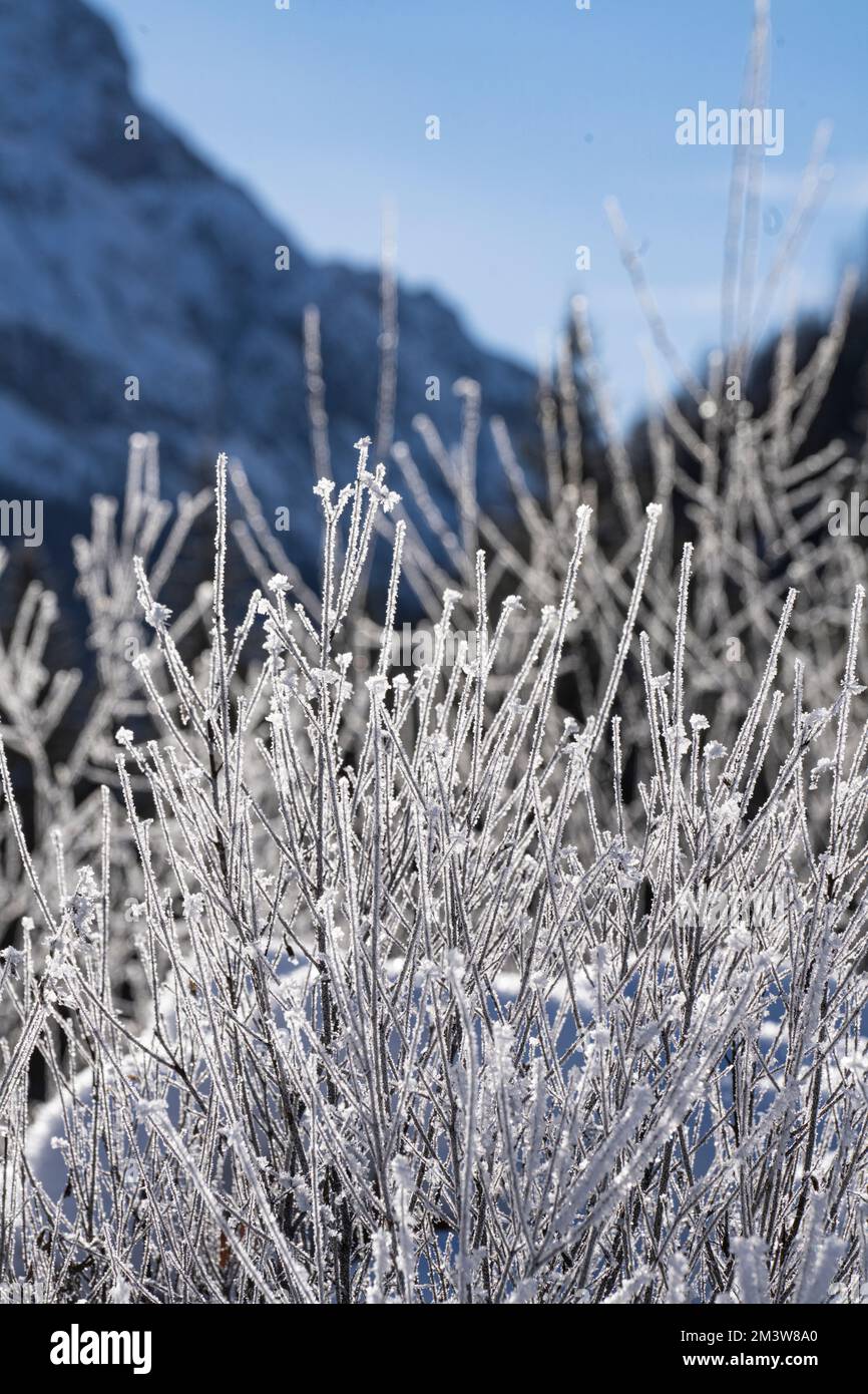 les formations de glace se forment sur les branches des arbustes Banque D'Images