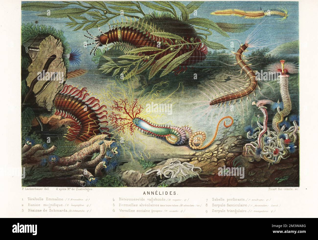 Types d'annélides ou vers marins segmentés. Pista cretacea 1, Eunice magifica 2, Hesioone schmardae 3, Heteronereis vagans 4, Sabellaria alveolata 5, Spirobranchus lamarcki 6, Sabella terebrans 7, Serpula vermicularis 8 et Serpula triangularis 9. Annelides. Chromolithographie de Pierre Lacerbauer d'après Jean Louis Armand de Quatreages de Bréau du monde de la Mer d'Alfred Fredol, le monde de la Mer, édité par Olivier Fredol, Librairie Hachette et. Cié., Paris, 1881. Alfred Fredol était le pseudonyme du zoologiste et botaniste français Alfred Moquin-Tandon, 1804-1863. Banque D'Images