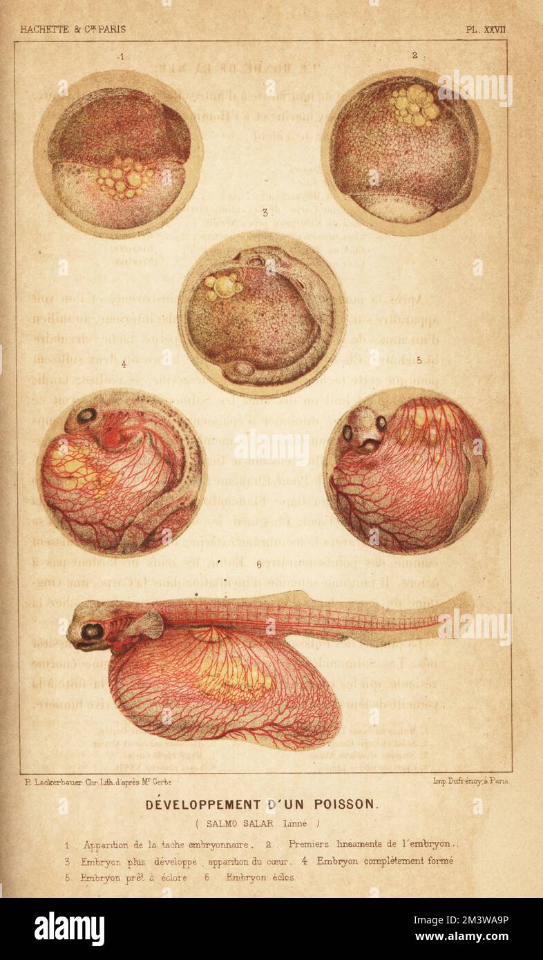 Mise en valeur du poisson, saumon de l'Atlantique, Salmo salar. Apparition de la tache embryonnaire dans l'oeuf 1, premiers ligaments embryonnaires 2, apparition du coeur 3, complètement formé 4, prêt à éclore 5, et éclos 6. Chromolithographie de Pierre Lacerbauer d'après Jean-Joseph Zéphirin Gerbe du monde de la Mer d'Alfred Fredol, le monde de la Mer, édité par Olivier Fredol, Librairie Hachette et. Cié., Paris, 1881. Alfred Fredol était le pseudonyme du zoologiste et botaniste français Alfred Moquin-Tandon, 1804-1863. Banque D'Images