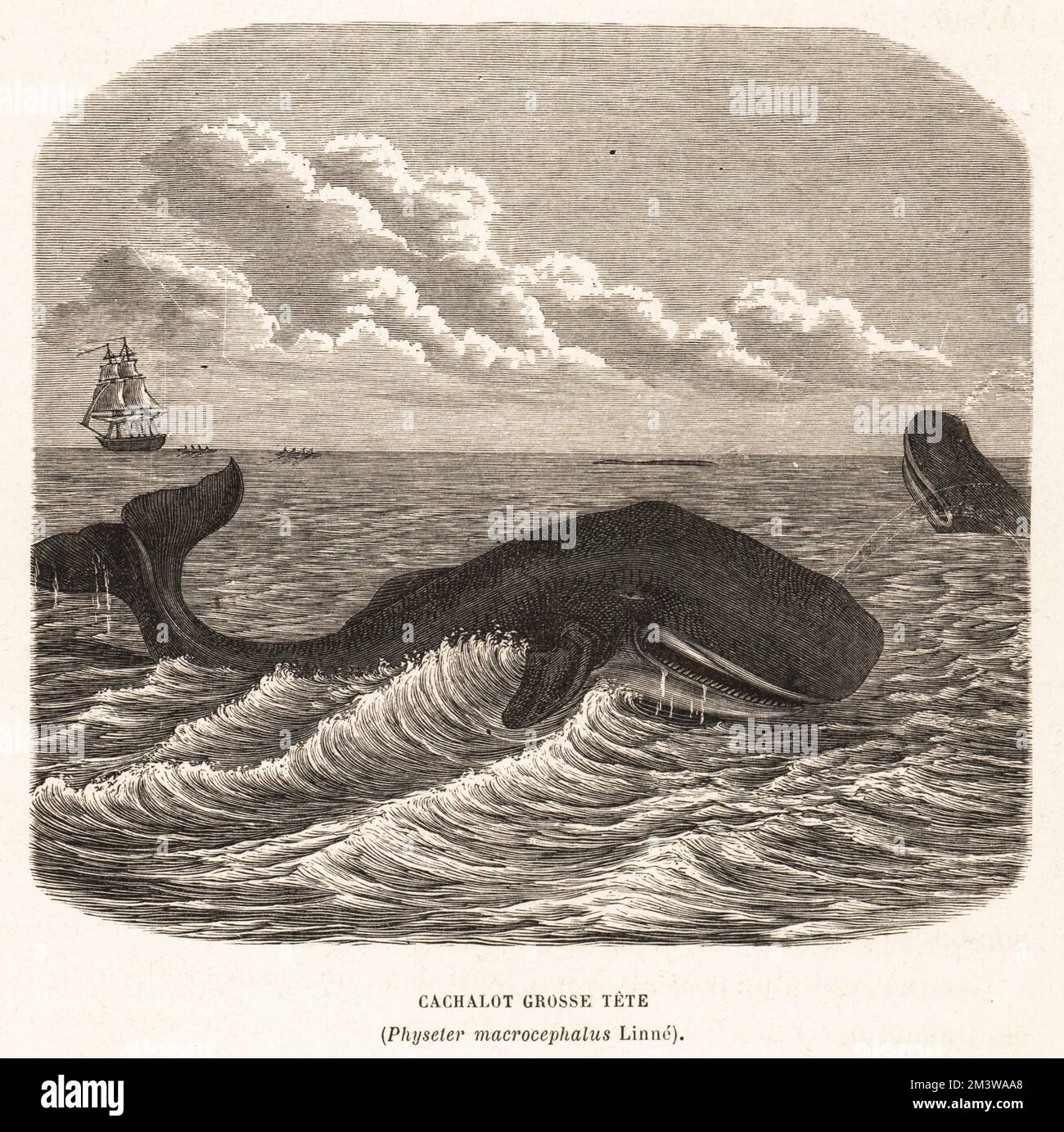 Cachalot ou cachalot, Physeter macrocephalus. Une chasse plus blanche au loin. Cachalot grosse tete. Coupe de bois du monde de la Mer d’Alfred Fredol, The World of the Sea, édité par Olivier Fredol, Librairie Hachette et. Cié., Paris, 1881. Alfred Fredol était le pseudonyme du zoologiste et botaniste français Alfred Moquin-Tandon, 1804-1863. Banque D'Images