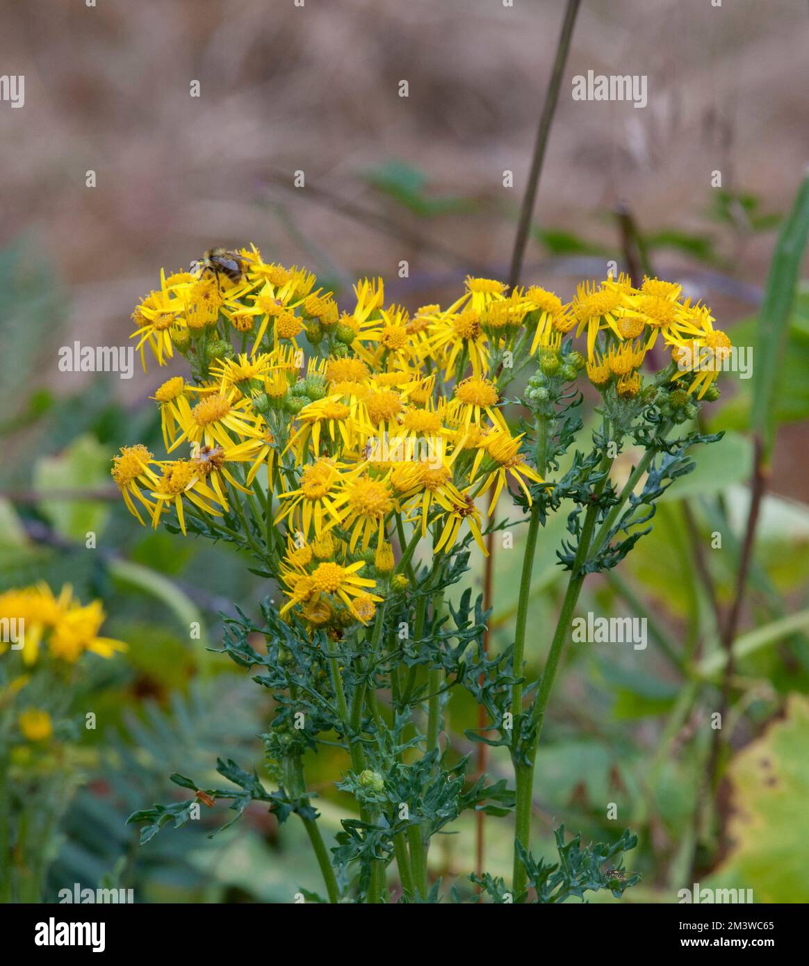 Tansy Ragwort (Senecio jacobaea) est une mauvaise herbe nocive mortelle qui infeste la zone côtière de Washington, Oregon et le nord de la Californie. Banque D'Images