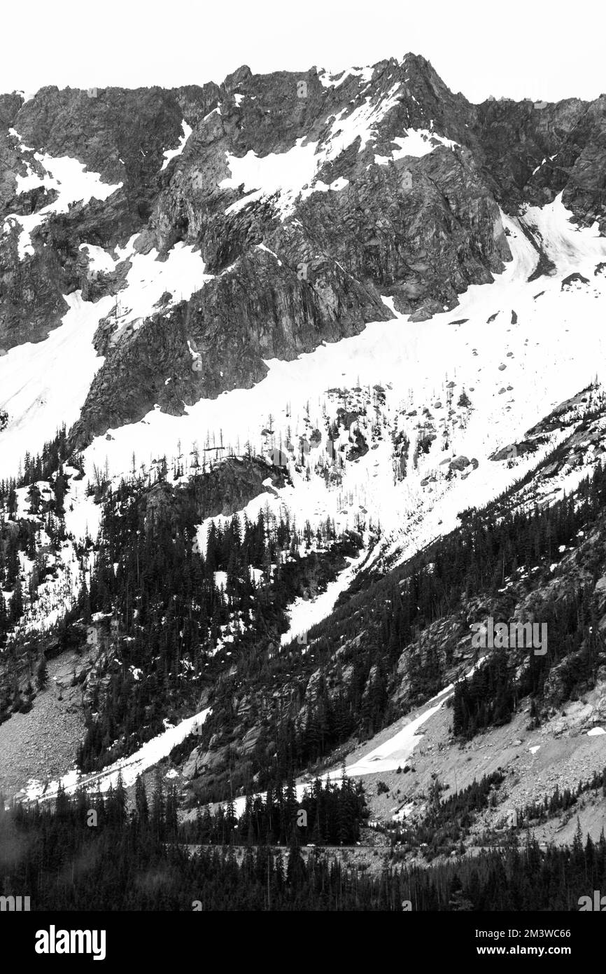 Paysage noir et blanc de pins dispersés sur les sommets des montagnes après une chute de neige fraîche au Mont Parc national de Rainier Banque D'Images