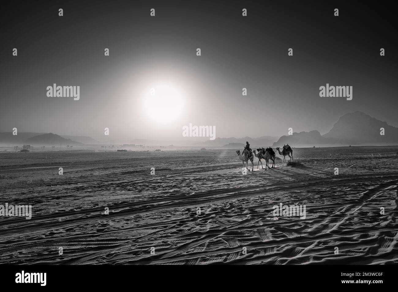Bédouin à cheval et à la tête des chameaux à travers le paysage du désert de Wadi Rum avec le soleil levant en noir et blanc Banque D'Images