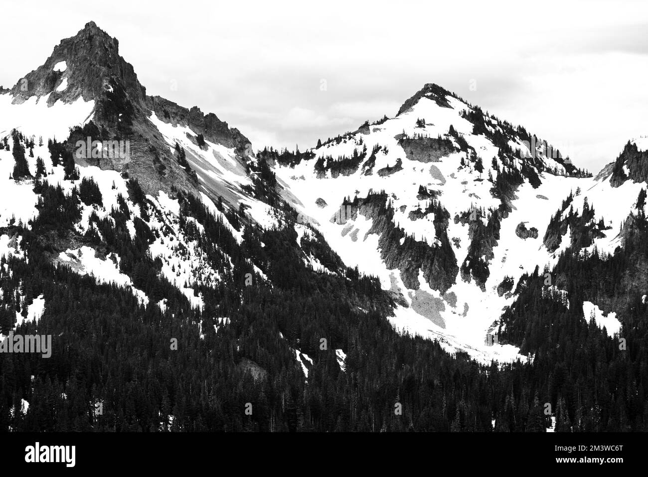 Paysage noir et blanc de pins dispersés sur les sommets des montagnes après une chute de neige fraîche au Mont Parc national de Rainier Banque D'Images