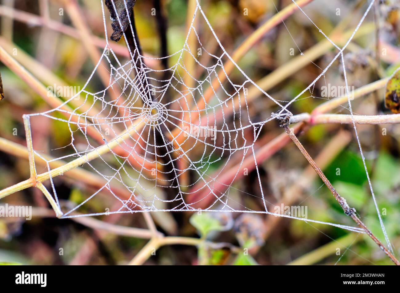 Une bande est étirée entre les herbes d'automne avec des gouttes de rosée congelées Banque D'Images