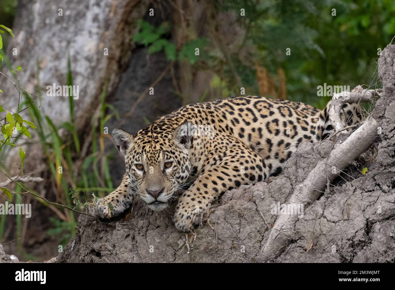 Jaguar s'est étiré sur un bole de racine boueux d'un arbre tombé Banque D'Images