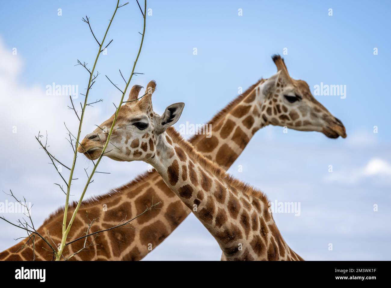 Près de la tête et du cou de Giraffe se nourrissant sur la branche haute avec la deuxième Giraffe traversant derrière Banque D'Images