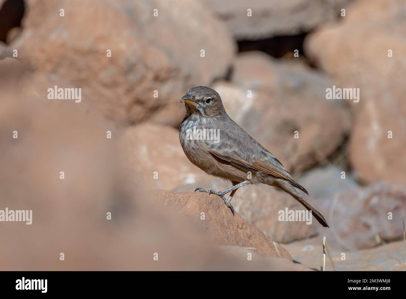 Larche du désert, Ammomanes déserti. Un oiseau commun du désert. Banque D'Images