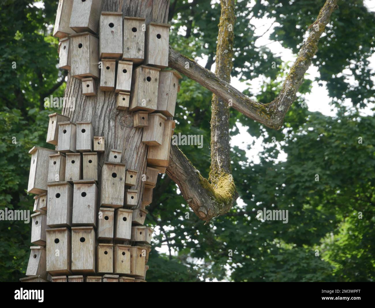 Les maisons d'oiseaux en bois de différentes tailles sur un arbre. Banque D'Images