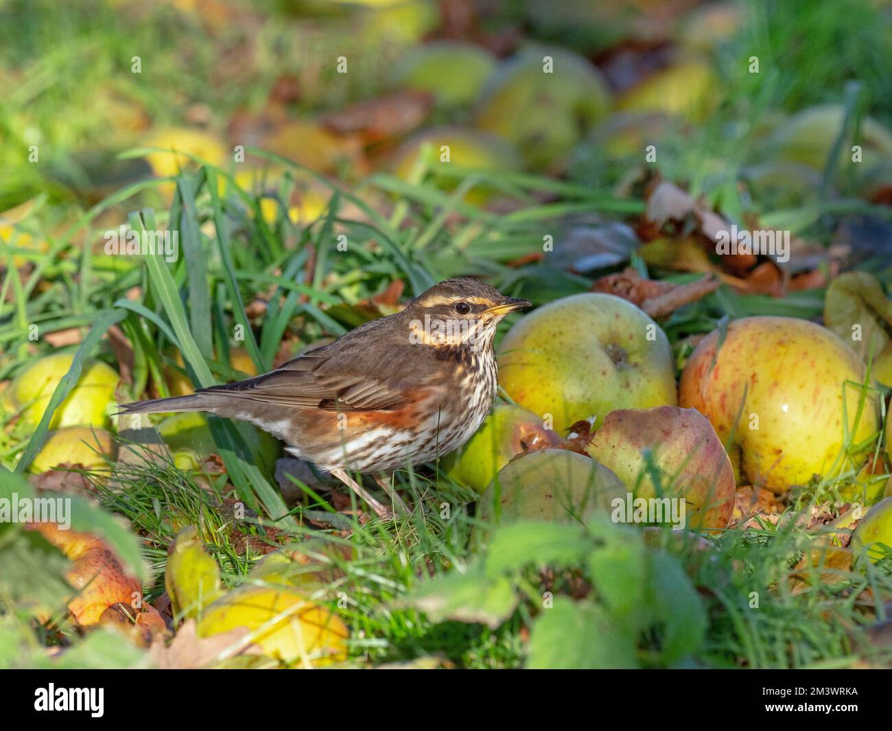 Redwing Turdus musicus se nourrissant de pommes venteuses par temps de gel Norfolk Banque D'Images