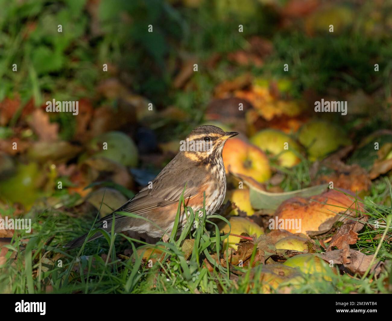 Redwing Turdus musicus se nourrissant de pommes venteuses par temps de gel Norfolk Banque D'Images