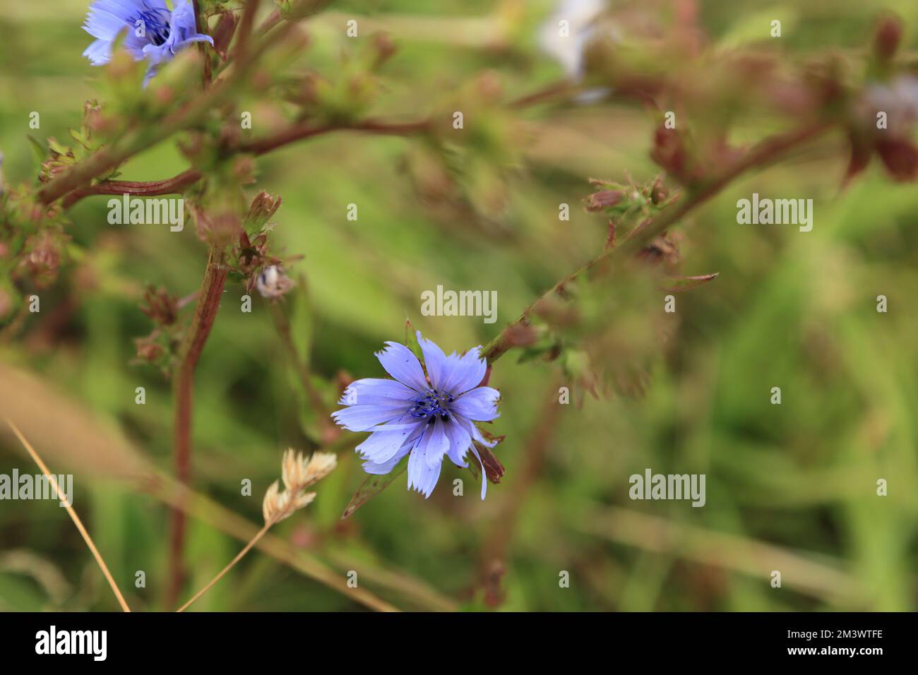 Plante de chicorée à fleurs (cichorium intybus) également connue sous le nom de daish bleu, pissenlit bleu, mauvaise herbe à café, corseed, marins déchiquetés, l'endive sauvage etc en pleine croissance Banque D'Images