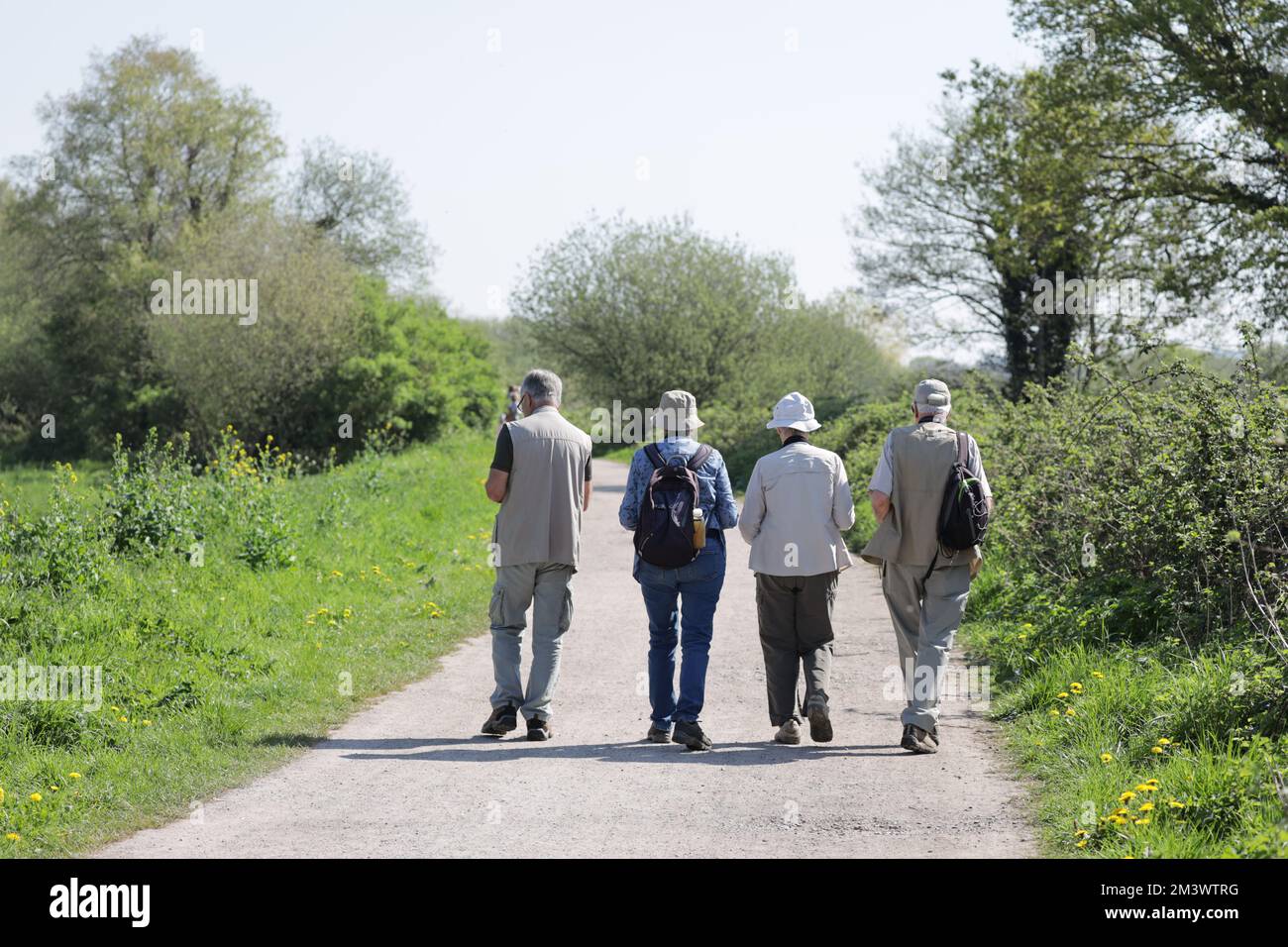 Walkers RSPB de Ham Wall Banque D'Images