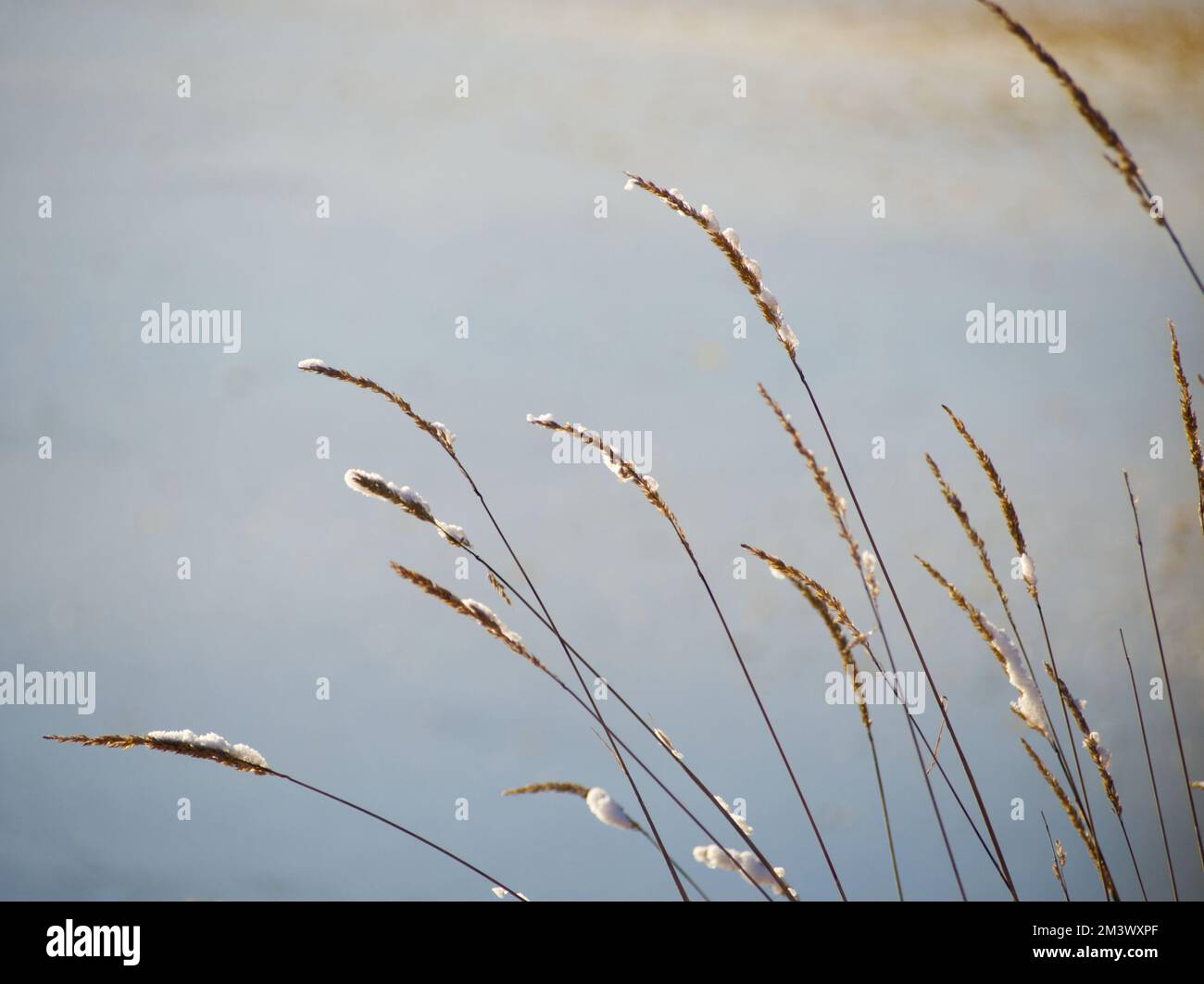 herbes enneigées au bord de l'eau Banque D'Images