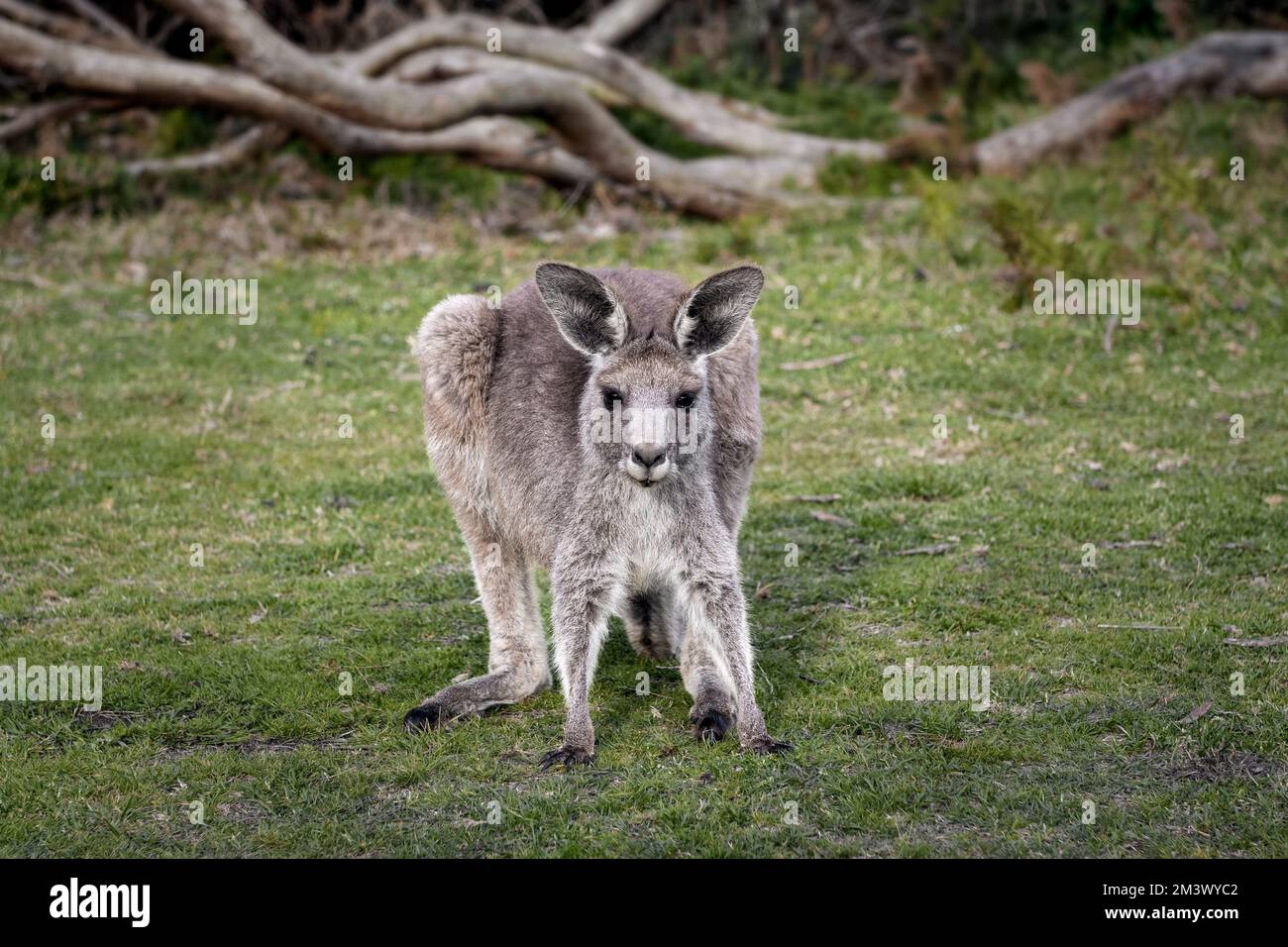 Kangourou gris de l'est dans la forêt côtière. Banque D'Images