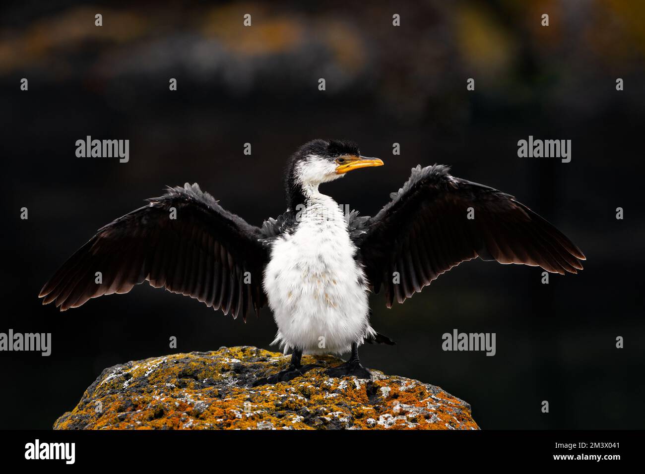 Le petit Cormorant à pied étalant ses ailes pour sécher. Banque D'Images