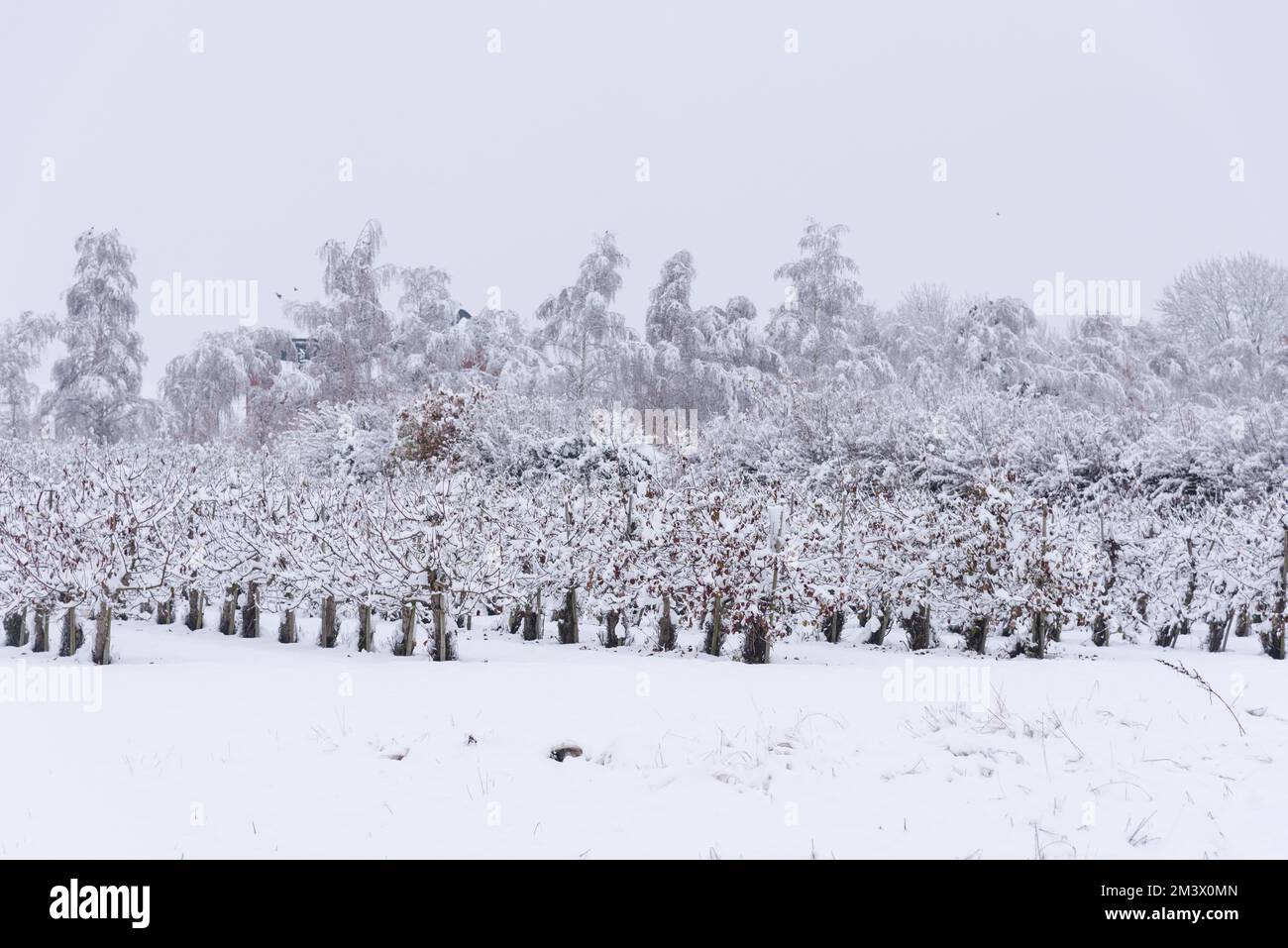Verger aux pommes recouvert de neige Banque D'Images