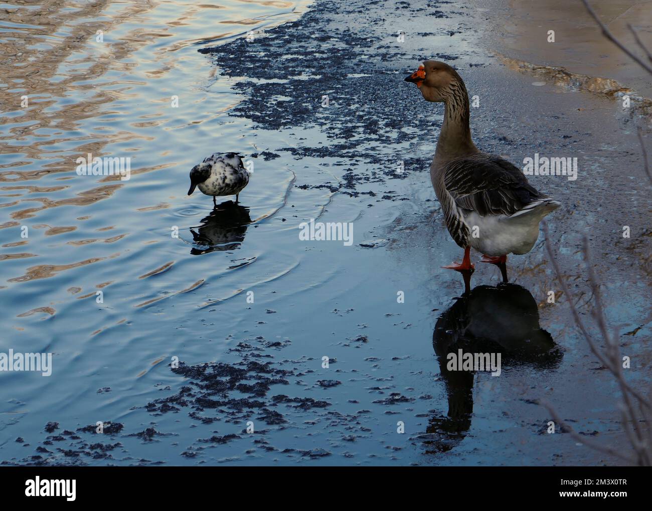 Un descendant domestiqué de la bernache et d'un canard se trouvent sur la moitié de l'eau gelée. C'est une oie de Toulouse avec un bassin de Dewlap Banque D'Images