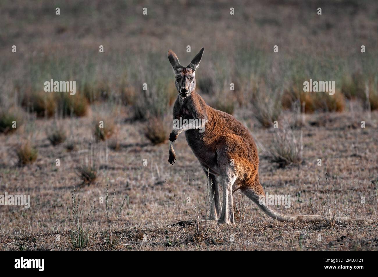 Kangourou rouge dans le désert d'Australie centrale. Banque D'Images