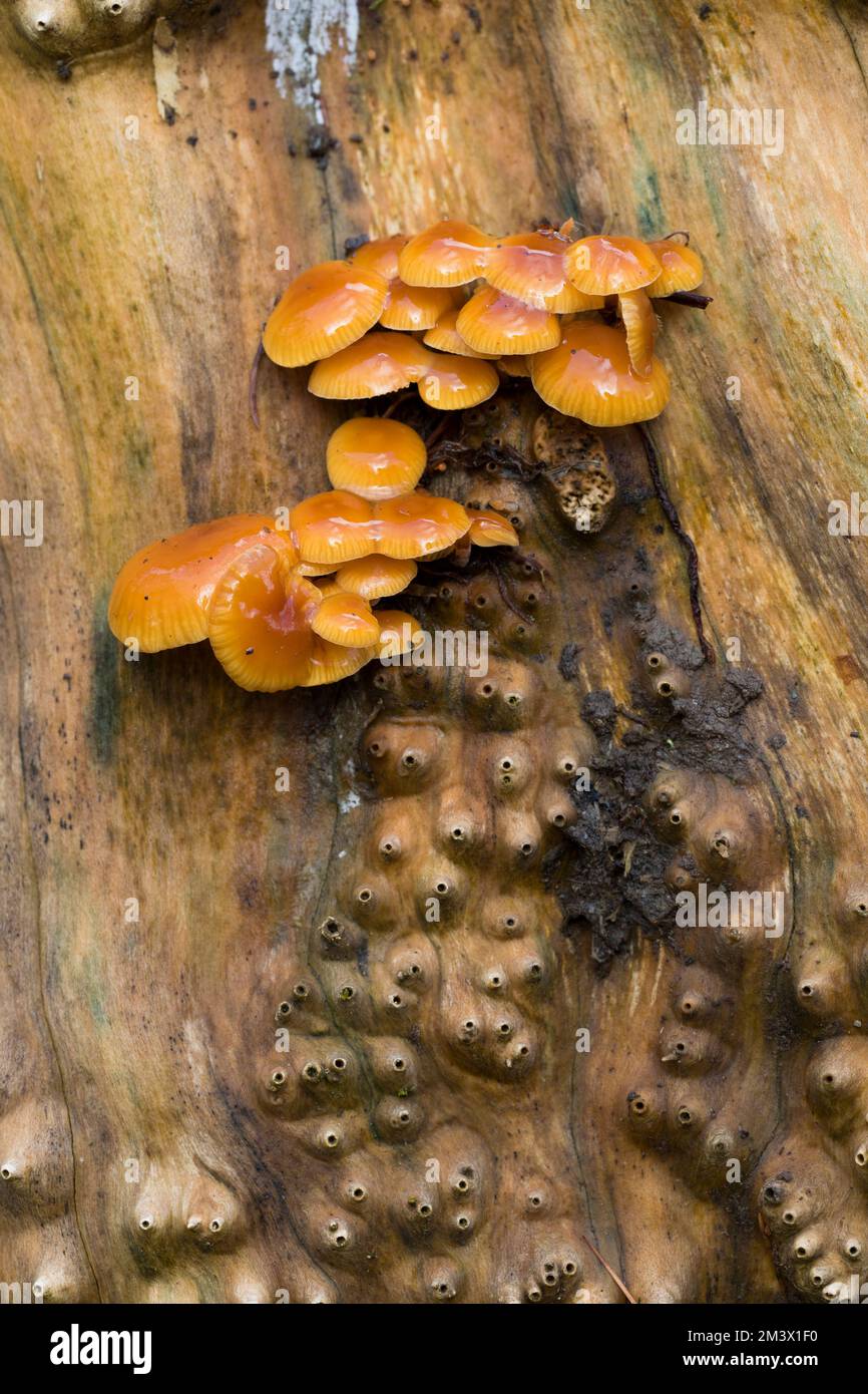 Corps de fructification du champignon de la tige de velours (Flammulina velutipes) sur une souche d'un sage (Sambucus nigra). Powys, pays de Galles. Février. Banque D'Images