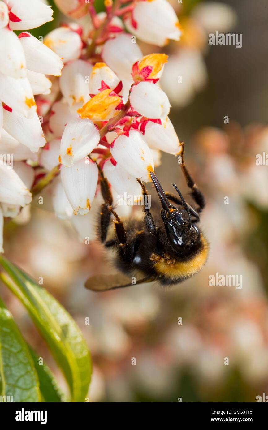 Jardin Bumblebee (Bombus hortorum) adulte reine se nourrissant sur des fleurs de Pieris japonica dans un jardin. Powys, pays de Galles. Mars. Banque D'Images