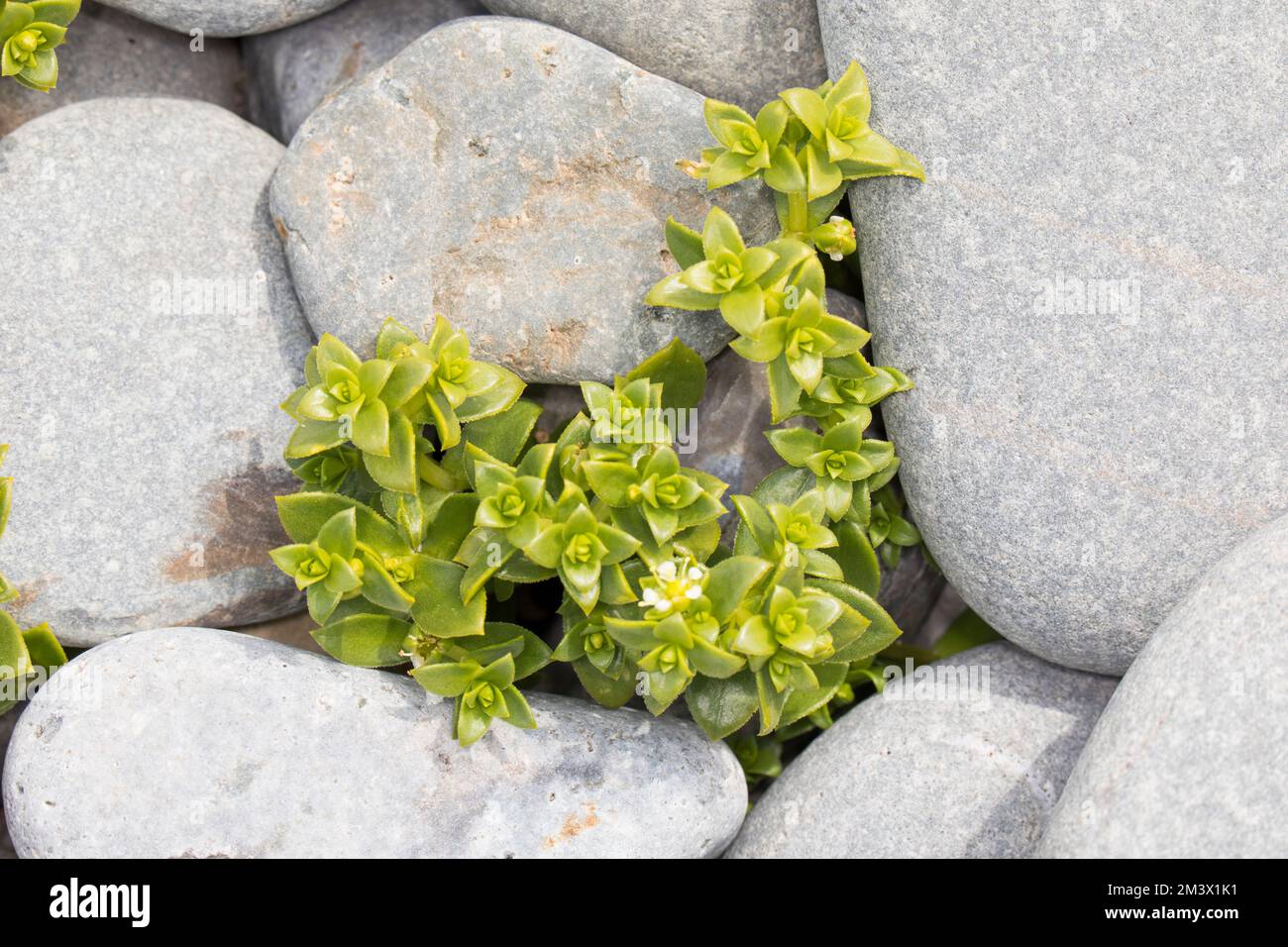 Le sandwort de mer (Honckenya peploides) fleurit sur une plage de galets. Aber Dysynni, Gwynedd, pays de Galles. Avril. Banque D'Images