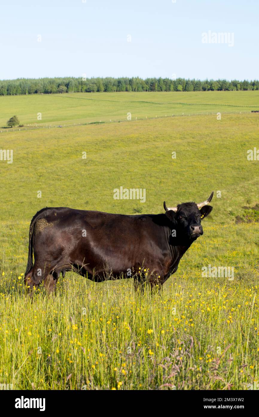 Un suckler noir gallois dans une ferme biologique. Powys, pays de Galles. Juin. Banque D'Images